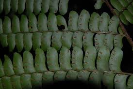 Image result for Didymochlaena