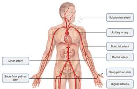 The blood vessel label diagram could be major blood vessels of the human body learn by taking a quiz; Mastering A P Ii Chapter 19 The Cardiovascular System Blood Vessels Diagram Quizlet