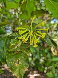 Image result for Peddiea