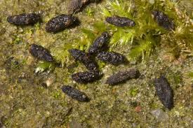 Wie Erkennt Man Tierkot Im Garten In 2020 Tierkot Igel Im Garten Kot