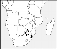 Image result for Afroqueta