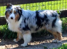 34 credible miniature australian shepherd size chart