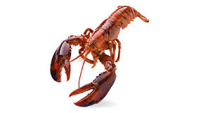 United pacific forest products understands the pallet manufacturing and shipping industry inside and out. American Lobster Buy American Lobster In Clackamas Or United States From Pacific Seafood Group