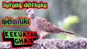 Burung derkuku atau tekukur merupakan salah satu jenis burung yang banyak dipelihara oleh masyarakat karena memiliki mengenai suara burung tekukur dan mitos yang masih dipercaya. Mitos Tuah Ghaib Burung Derkuku Kuk 2 Dan Kuk 3 Youtube