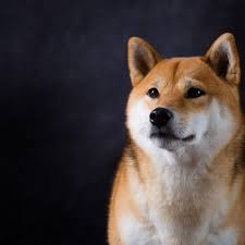 You can also exchange one shiba inu for 0.00000000 bitcoin (s) on major exchanges. Shiba Inu Coin Listed On Binance Price Spikes As Expert Warns Of Hype