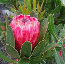 Image result for Protea madiensis