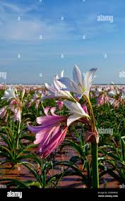 Image result for Crinum paludosum