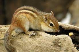 Chipmunks In The Garden May Be Cute At First Sight But When They Start To Eat Your Tomatoes They Are Nothing But A Pes Chipmunks Cucumber Plant Tomato Plants