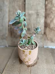 Image result for Kalanchoe