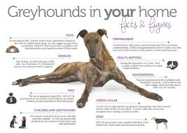 Greyhound Alchetron The Free Social Encyclopedia