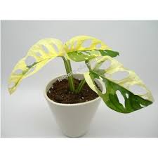 Extensive array of colorful and seasonal plants for your projects. Monstera Adansonii Variegata Archipelago Halfmoon Jungpflanze In 2021 Pflanzen Rankende Pflanze Einblatt