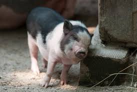How Long Do Pot Bellied Pigs Live Animals Pot Belly Pigs Pet Pigs