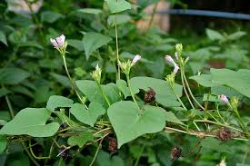 Image result for Ipomoea blepharophylla