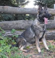 Von banach k9 of washington has east german shepherd. Silver German Shepherd Silver Sable German Shepherd Group Picture Image By Tag Sable German Shepherd Silver German Shepherd Silver Sable German Shepherd