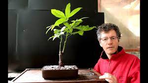 Firstly, it's important to take a kama or a bonsai sickle and go around the perimeter of the pot to detach the root ball. Money Tree Bonsai Pachira Aquatica June 2016 Youtube