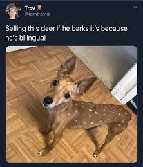 Lmao I Thought He S A Deer For A Second Dog Memes Memes Baby Deer