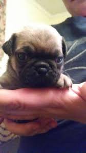 We are pug puppy breeders and have pug puppies for sale in our massachusetts home. Beautiful Ckc Registered Pug Puppies For Sale In Greensboro North Carolina Classified Americanlisted Com