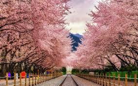 Ketika datang ke festival bunga sakura di korea selatan, jinhae gunhangje festival yang terlintas dalam pikiranmu. 10 Taman Di Korea Yang Wajib Dikunjungi Untuk Liburan