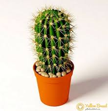 Akan tetapi, memiliki hiasan untuk meja dapat menambah semangat kerja anda atau semangat belajar anak, lho. Ciri Ciri Berguna Kaktus Dan Aplikasinya Taman Ini