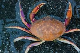 Image result for Crabbea cirsioides