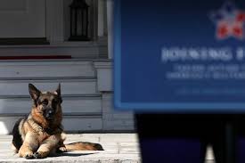 Selanjutnya untuk tafsiran mimpi hewan anjing yang anda pelihara mati. Champ German Shepherd Kesayangan Joe Biden Mati Di Usia 13 Tahun Halaman All Kompas Com
