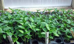 Yah, rumput teki memang dikenal sebagai rumput liar yang menyebalkan. Cara Menanam Paprika Penanaman Bibit Lada Yang Benar Di Tanah Terbuka Perawatan Tanaman Setelah Penanaman