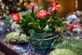 Remove the christmas cactus from the container immediately. 20 Tips To Get Your Christmas Cactus To Bloom During The Holidays