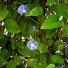 Image result for Jacquemontia