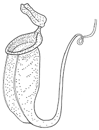 We always hope you're going to follow along with us so we can draw together. Carnivorous Plants