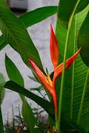 Heliconia Orang Green Torch Flower Withgreen Leaves Background Leaf Background Heliconia Fresh Flowers Arrangements