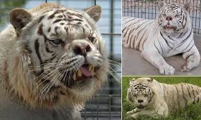 Нападение белого тигра / white tiger attack. How Generations Of Inbreeding To Create White Tigers Caused Horrific Deformities Daily Mail Online