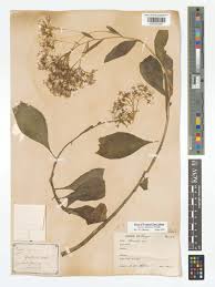 Image result for Senecio hadiensis