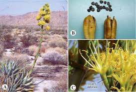 Image result for Schistostephium crataegifolium