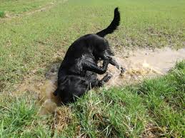 Glucklicher Hund Jackaufreisen Gluckliche Hunde Hunde Hundefotos