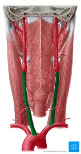 Common Carotid Artery Anatomy Kenhub