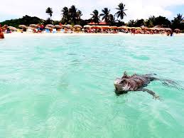 Iguana Says Cheese Pinel Island Sxm Caribbean Islands Caribbean Travel Underwater World