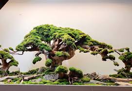 The Huge Ancient Bonsai Tree For Planted Aquarium Size 300x70x70cm Planted Aquarium Tropical Fish Aquarium Aquatic Garden