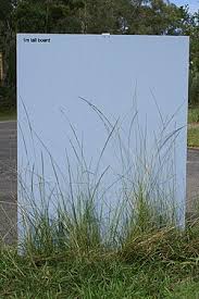 Image result for Sporobolus africanus