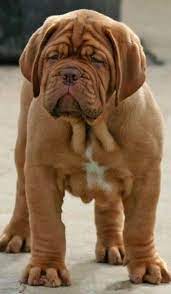 Dogue De Bordeaux Puppy French Mastiff Cute Dogs Cute Animals Dogs