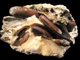 Qui la coltivazione di datteri è una tradizione secolare, tramandata da padre in figlio, raccolti manualmente nel rispetto della natura, e sapientemente essiccati al sole, sicuri di offrirvi dei sicuri datteri crudi, sono naturali e non contengono conservanti e non sono trattati con sciroppo di glucosio. La Tavolozza Del Gusto Di Dracopulos Giorgio I Datteri Di Mare O Datteri Veri Un Incredibile Delizia Del Mare Che Dal 1998 Non Si Puo Piu Assaporare
