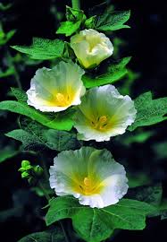 Image result for Alcea rosea