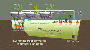 For fountains we suggest using the mosquito dunks mentioned above as the easiest method to ensure mosquito control. Converting A Swimming Pool To Grow Fish The Permaculture Research Institute
