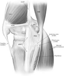 Your knee is a complex joint with many components, making it vulnerable to a variety of injuries. Medial Collateral Ligament Of The Knee Anatomy Management And Surgical Techniques For Reconstruction Sciencedirect
