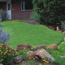 Legacy Buffalo Grass Plugs High Country Gardens Grass Plugs Organic Plants