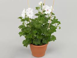 Image result for Pelargonium whytei
