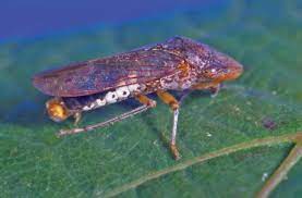 Avoid rough handling or scaring the bug and it is content to ignore humans. Glassy Winged Sharpshooter An Overview Sciencedirect Topics
