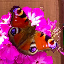 In this clinic department of neurology, and orthopedics are present. The Garden Clinic Home Facebook