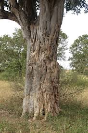 Image result for Ficus stuhlmannii