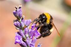 Family Fun with Bees!