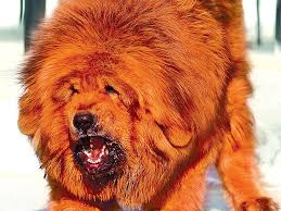 Review how much tibetan mastiff puppies for sale sell for below. Tibetan Mastiffs Hd Wallpapers Free Download Wallpaperbetter